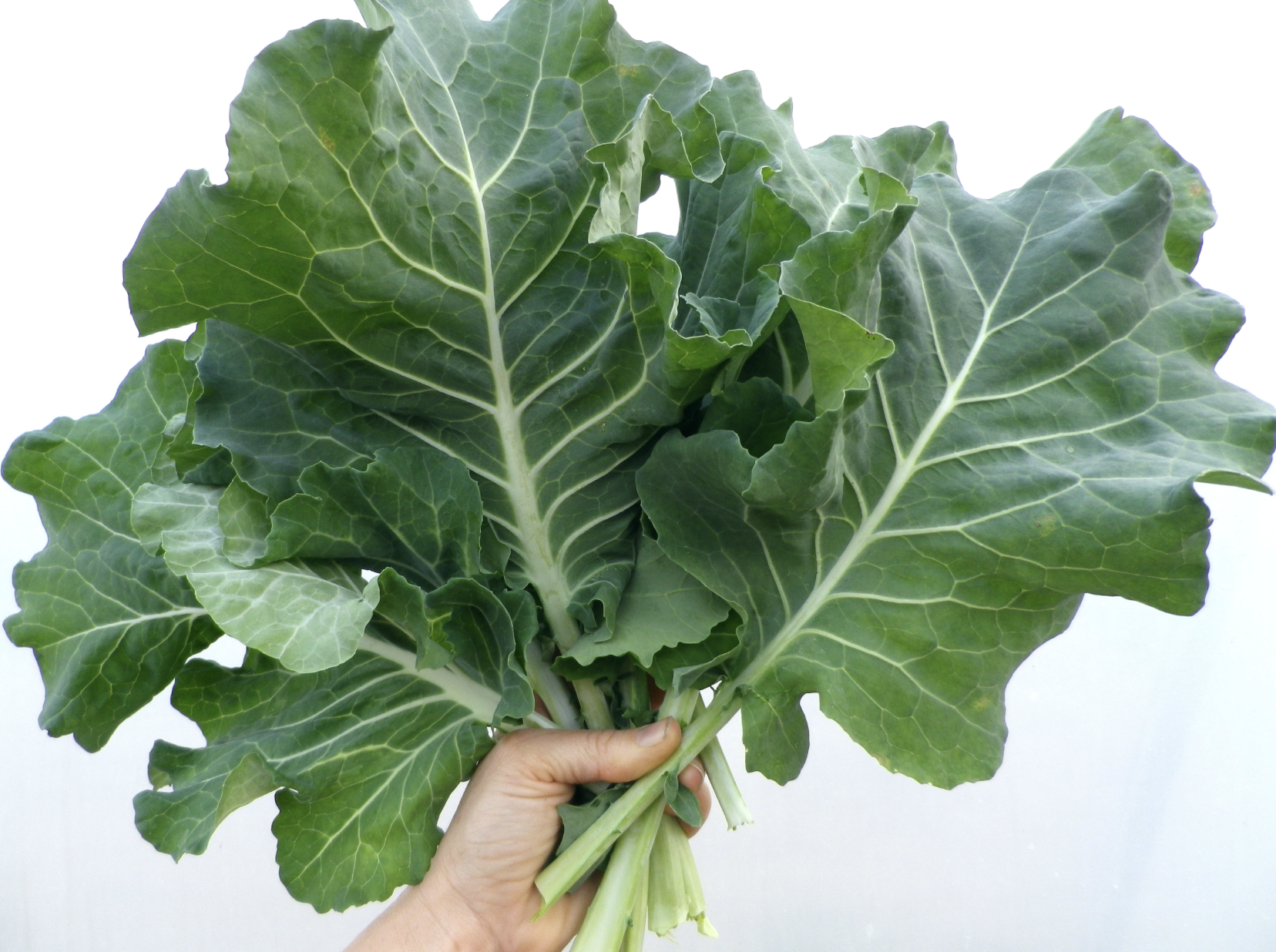 Hand holding a bundle of white mountain cabbage collards